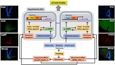 Integration of Nutrient Sensing in Fish Hypothalamus